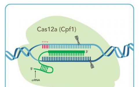 研究人员发现了CRISPR-Cas蛋白的作用和团队合作