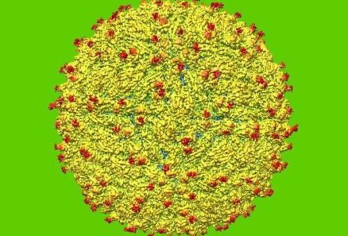 科学家开发了用于研究寨卡病毒的改进模型