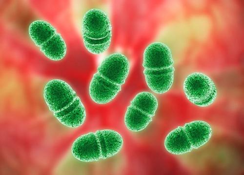 我们可以和我们的细菌一起工作来阻止感染吗