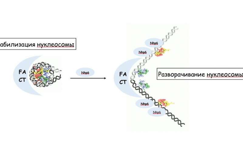 分子生物学家比较了人类和酵母的FACT