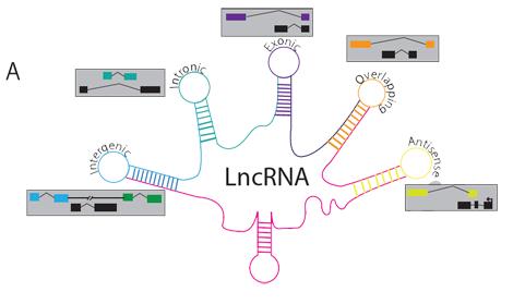 发现激活性别决定基因的长链非编码RNA