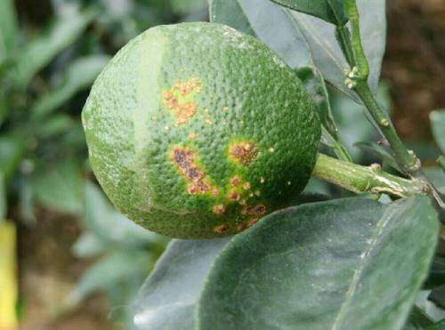 研究人员发现柑橘溃疡病菌对掠食者的防御系统背后的机制