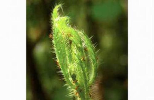 植物共生脆弱的伙伴关系