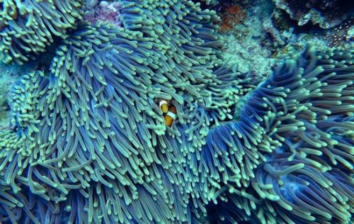 研究人员阐明了患病珊瑚的免疫反应