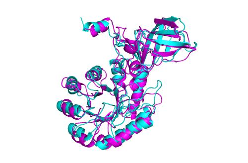 发现结构蛋白对X染色体失活至关重要