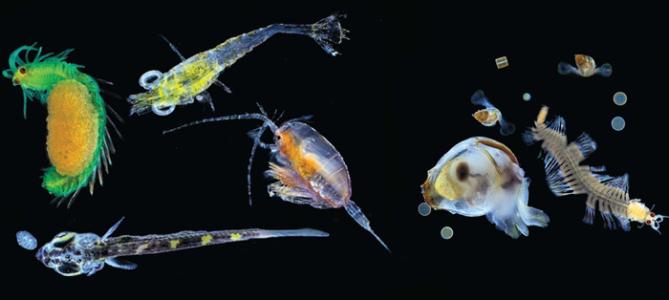 科学家们正在利用DNA来研究海洋生物揭示浮游动物隐藏的多样性
