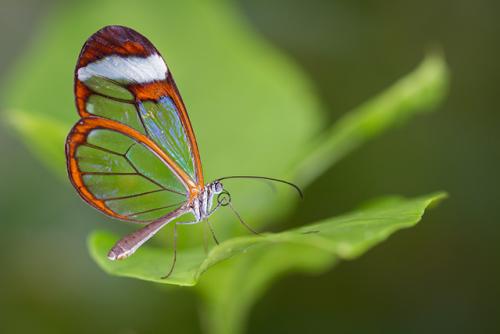 生物学家发现了导致蝴蝶背翅独特外观的基因