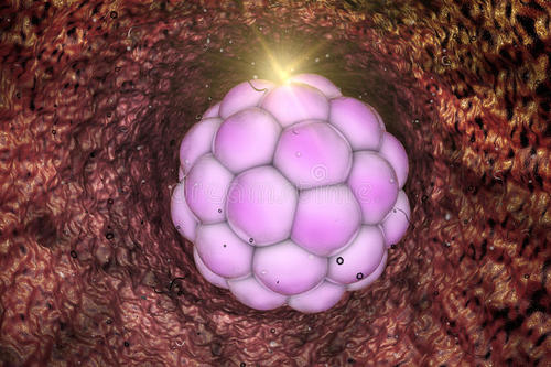 研究人员在早期胚胎中瞥见难以捉摸的干细胞