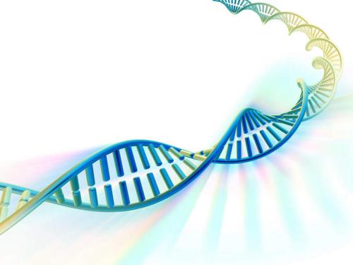 Grainyhead控制DNA访问的主要调节因子