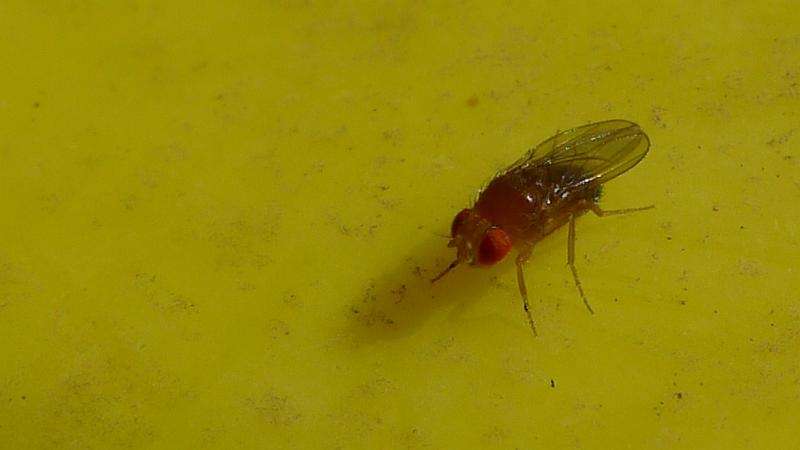 挑剔的果蝇可以检测到坏基因