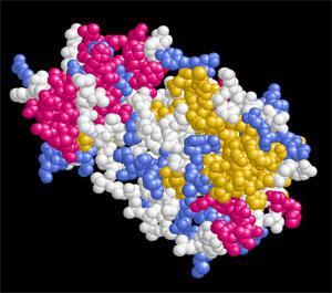 直接可视化蛋白质解聚分子机器的动态结构
