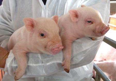 用于人类患者的猪器官适合CRISPR的挑战