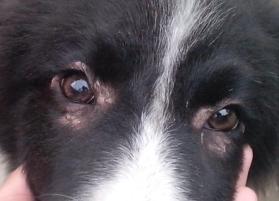 归咎于母亲的基因发现致盲的犬眼病