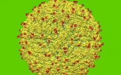 科学家开发了用于研究寨卡病毒的改进模型