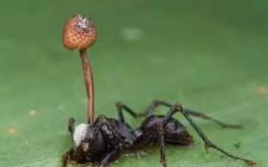 气候变化迫使僵尸蚂蚁真菌适应