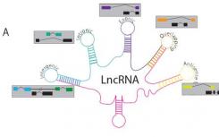 发现激活性别决定基因的长链非编码RNA