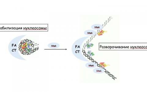 分子生物学家比较了人类和酵母的FACT