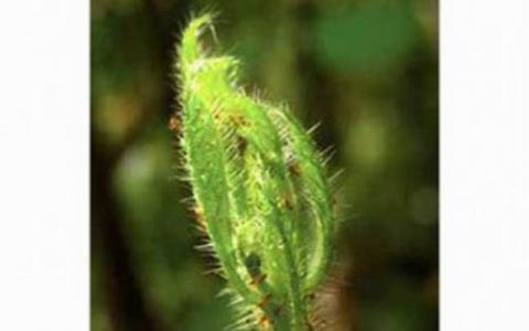 植物共生脆弱的伙伴关系