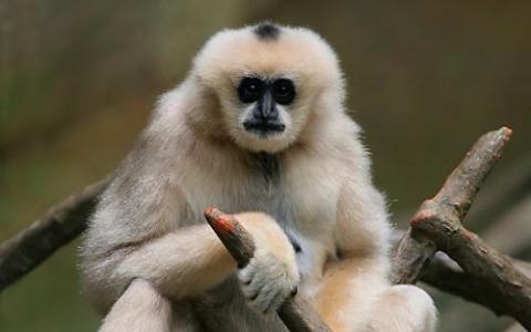 改进的猿基因组装配为人类进化提供了新的见解