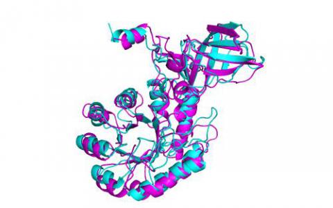 发现结构蛋白对X染色体失活至关重要