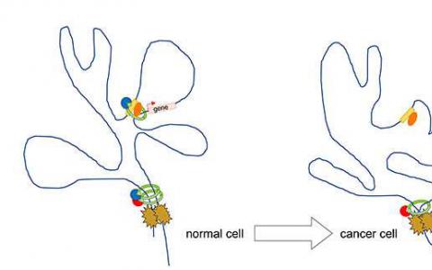 肿瘤细胞cohesin在基因组3-D结构中的作用有助于更好地理解肿瘤细胞