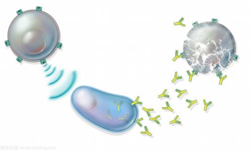 Boehringer Ingelheim，PureTech将成为癌症免疫治疗的合作伙伴