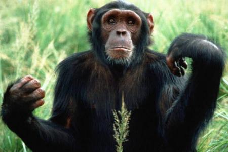 在猿类中发现了“独特的人体”肌肉