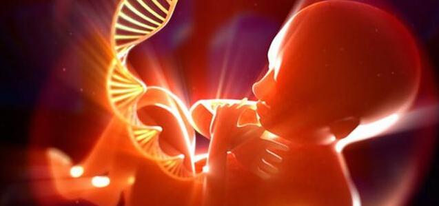 首先看看塑造人类胚胎的最早决定