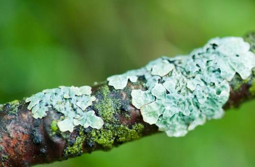 共生真菌中新型生物活性类固醇生物合成途径