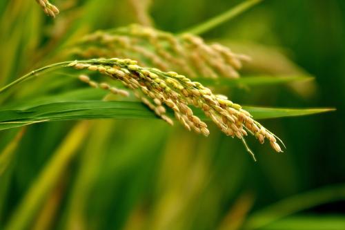 CRISPR编辑的水稻植物产量大大提高