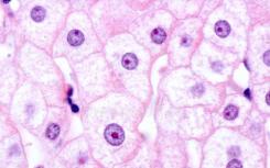 引起疟疾的寄生虫操纵肝细胞存活