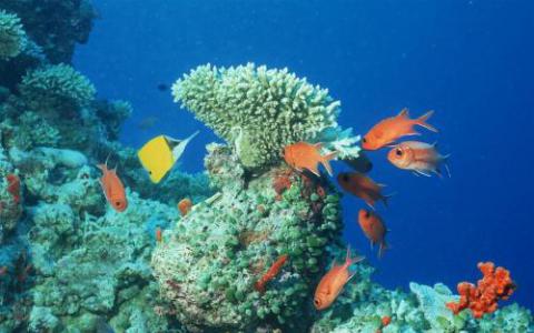 寻找Nemo的基因礁鱼基因组图谱和共享