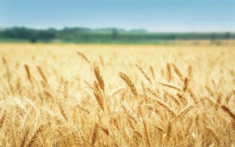 小麦如何根除全食真菌