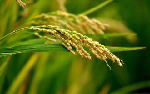 CRISPR编辑的水稻植物产量大大提高