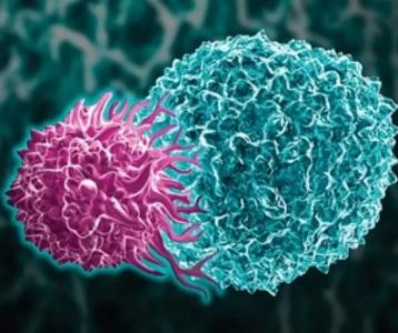 水凝胶培养技术比癌症抗体T细胞增长翻倍