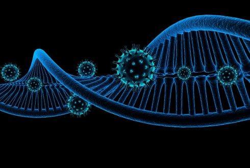 人类的微小DNA差异在动物王国中是平均的