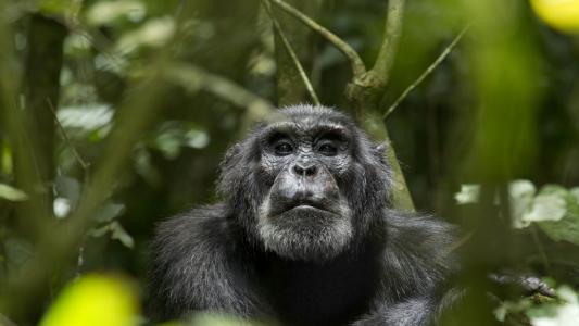 黑猩猩吃植物指出治疗疾病的新方法
