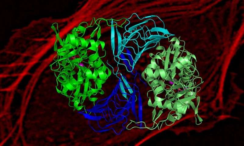 蛋白质重新充电细胞的运动机械揭示