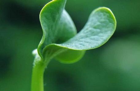 植物肽可缓解咸味压力