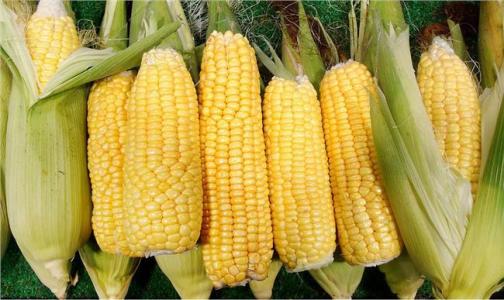 研究人员发现玉米如何打破遗传规律
