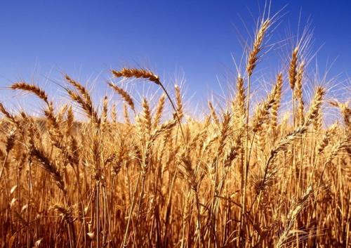 科学家们产生了高质量的小麦A基因组序列