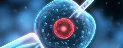 通过活细胞成像鉴定无染色体异常的牛IVF胚胎