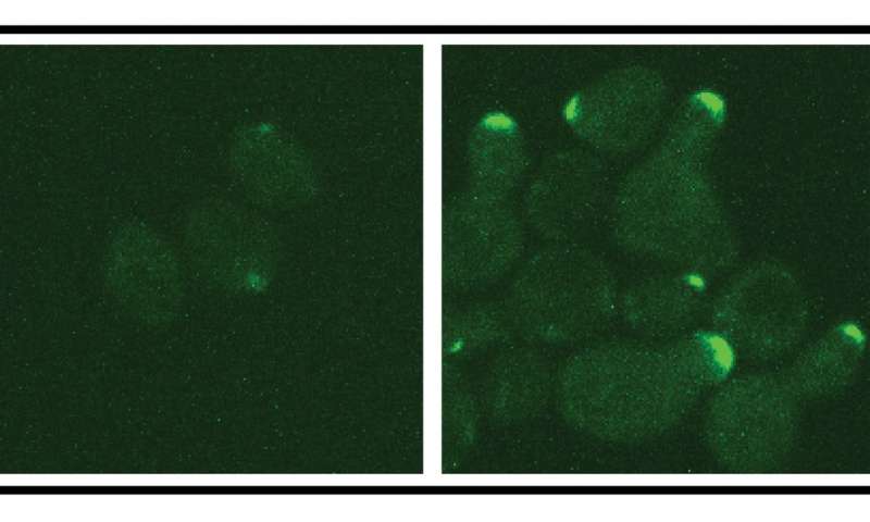 揭开隐藏的蛋白质“尾巴”使细胞发出信号