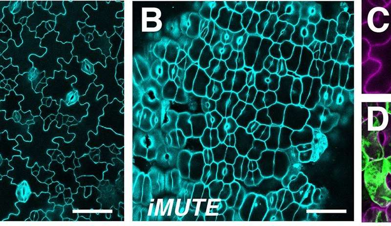 科学家们报告说气孔由于一种叫做MUTE的基因而使植物毛孔生命出现