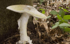 WSU Tri-Cities团队研究使用真菌恢复本地植物种群