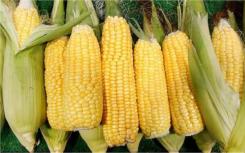 研究人员发现玉米如何打破遗传规律