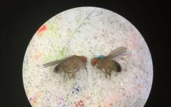 果蝇的研究表明群体的性别成分改变了疾病传播
