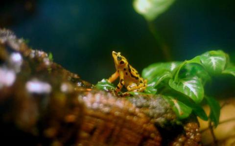 一些热带青蛙可能正在发展对致命真菌疾病的抵抗力