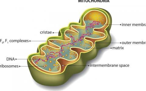 线粒体和DNA维护的艺术