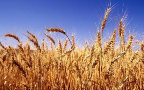 科学家们产生了高质量的小麦A基因组序列